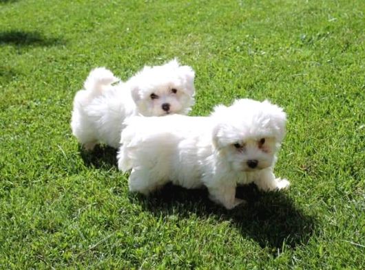 Maltese Terrier Yavrulari görsel