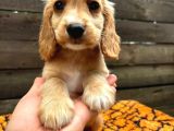 Geli̇p Canli Görebi̇leceği̇ni̇z Mükemmel Cocker Bebekler