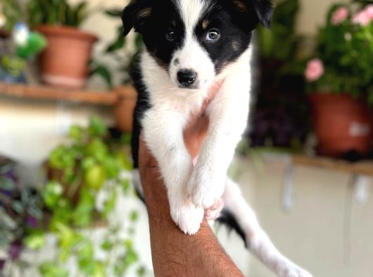 Bordercollie En Zeki Köpek Irkı görsel