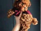 Teacup Toy Poodle - En Küçük Ve Sevimli Form