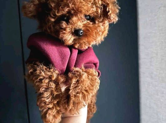 Teacup Toy Poodle - En Küçük Ve Sevimli Form