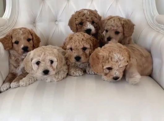 ŞEKER GİBİ IRK VE SAĞLIK GARANTİLİ TEACUP MALTİPOOLAR