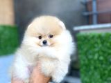 Ayı surat garantili show class pomeranian boo yavrular