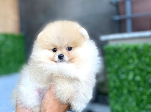Ayı Surat Garantili Show Class Pomeranian Boo Yavrular