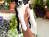 Bordercollie En Zeki Köpek Irkı