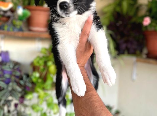 Bordercollie En Zeki Köpek Irkı görsel
