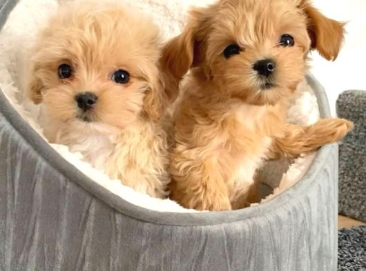 VETERİNER KLİNİĞİNDE TESLİM MALTİPOO BEBEKLER