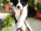 Bordercollie En Zeki Köpek Irkı