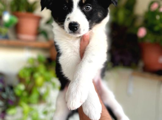 Bordercollie En Zeki Köpek Irkı görsel