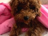 4 Aylık Toy Poodle Yavrumu Sahiplendiriyorum