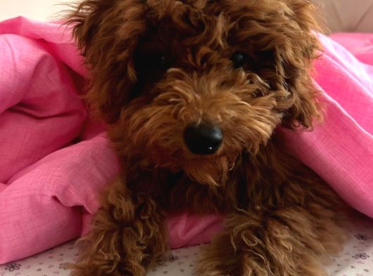 4 Aylık Toy Poodle Yavrumu Sahiplendiriyorum görsel