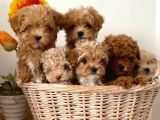 Veteri̇ner Kli̇ni̇ği̇nde Tesli̇m Malti̇poo Bebekler