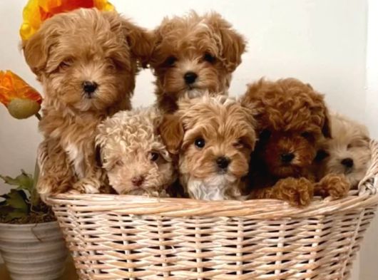 Veteri̇ner Kli̇ni̇ği̇nde Tesli̇m Malti̇poo Bebekler görsel