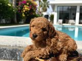 Toy Poodle Sevimli Yavrular