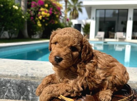 Toy Poodle Sevimli Yavrular görsel