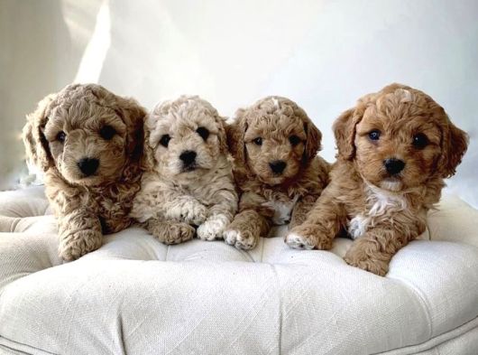 ŞEKKER KÜPLERİ KLİNİKTE TESLİM MALTİPOO YAVRULAR