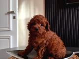 Sınırlı Sayıda- Eşsiz Poodle Erkek ve Dişi Poodle Yavruları