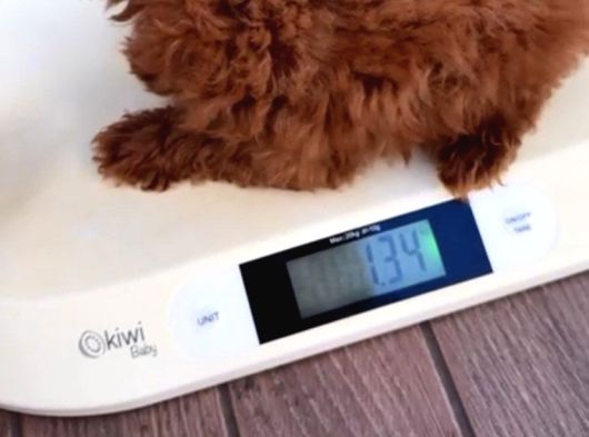 Sınırlı Sayıda- Eşsiz Poodle Erkek Ve Dişi Poodle Yavruları görsel