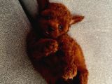 Sınırlı Sayıda- Eşsiz Poodle Erkek Ve Dişi Poodle Yavruları