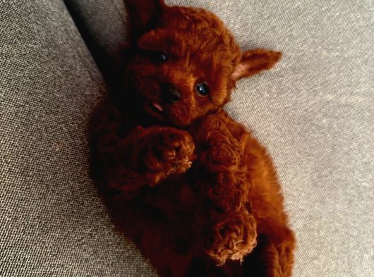 Sınırlı Sayıda- Eşsiz Poodle Erkek Ve Dişi Poodle Yavruları görsel