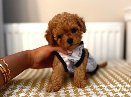 Sınırlı Sayıda- Eşsiz Poodle Erkek Ve Dişi Poodle Yavruları görsel
