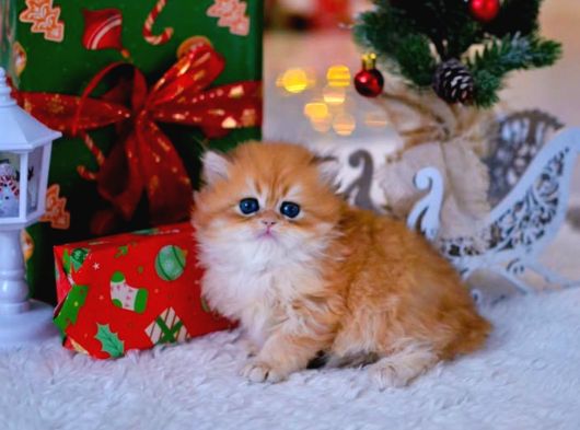 Yumuşacık Golden British Longhair görsel