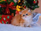 Yumuşacık Golden British Longhair