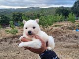 Dişi Erkek Samoyed Yavrularımız