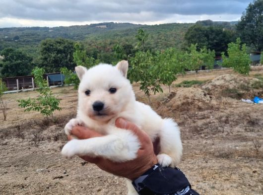 Dişi Erkek Samoyed Yavrularımız görsel