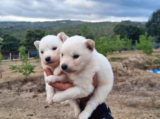 Dişi Erkek Samoyed Yavrularımız görsel