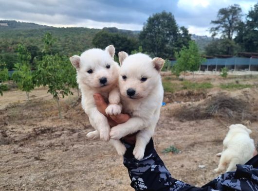 Dişi Erkek Samoyed Yavrularımız görsel