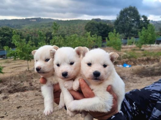Dişi Erkek Samoyed Yavrularımız