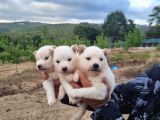 Dişi Erkek Samoyed Yavrularımız