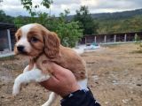 Dişi Erkek Cavalier King Charles Yavrularımız