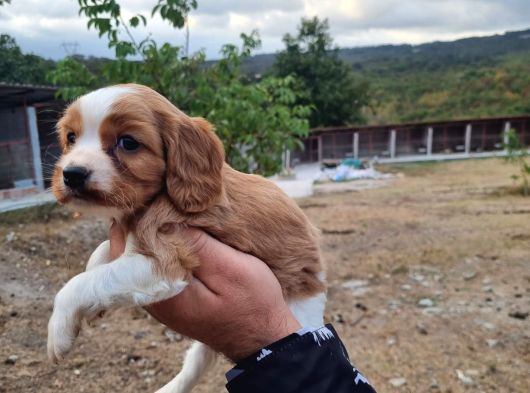 Dişi Erkek Cavalier King Charles Yavrularımız görsel