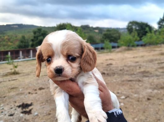 Dişi Erkek Cavalier King Charles Yavrularımız görsel