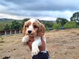Dişi Erkek Cavalier King Charles Yavrularımız