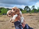 Dişi Erkek Cavalier King Charles Yavrularımız