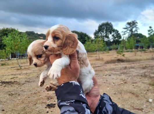 Dişi Erkek Cavalier King Charles Yavrularımız görsel