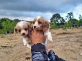 Dişi erkek cavalier king charles yavrularımız