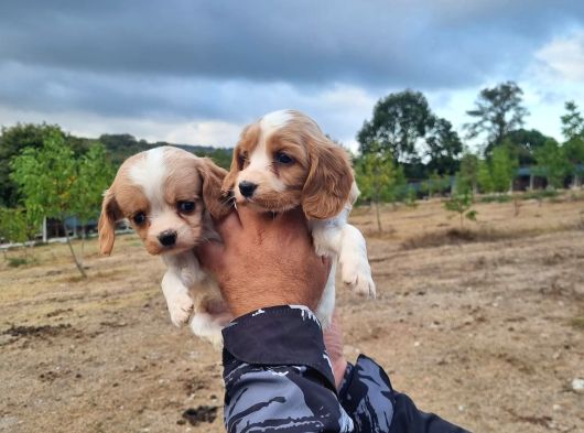 Dişi Erkek Cavalier King Charles Yavrularımız
