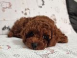 Anne Yanından Sevgi Dolu Orjinal Brown Toy Poodle Yavru
