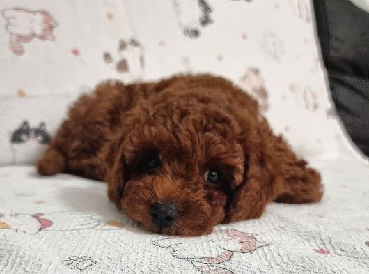 Anne Yanından Sevgi Dolu Orjinal Brown Toy Poodle Yavru görsel