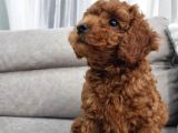 Oyuncu Ve Cana Yakın Safkan Poodle Yavrularım