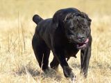 Kralların Köpeği Cane Corsa Yavruları