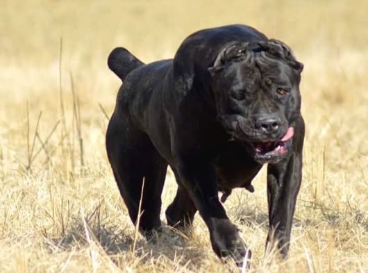 Kralların Köpeği Cane Corsa Yavruları