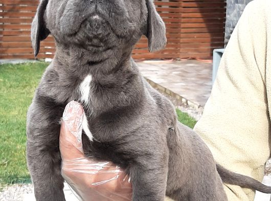 Kralların Köpeği Cane Corsa Yavruları görsel