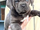 Kralların Köpeği Cane Corsa Yavruları