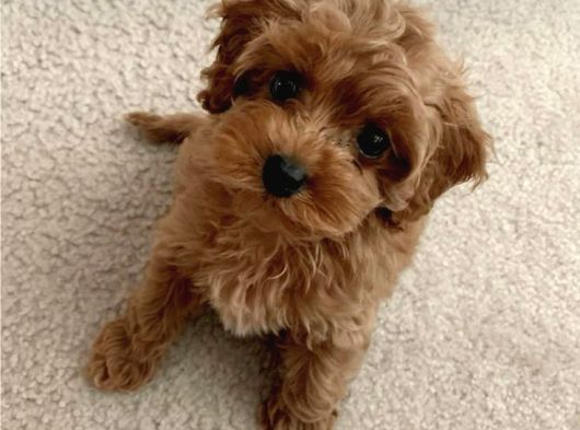 Mi̇ni̇ Malti̇poo Bebekler görsel