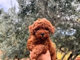 Kore Kg Gqrantili Teacup Poodle